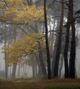 Bild-Nr: 11824859 Schöner Morgen im Herbstwald Erstellt von: KundenNr-294234