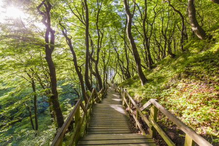 Bild-Nr: 11825413 WALDWEG Erstellt von: dieterich