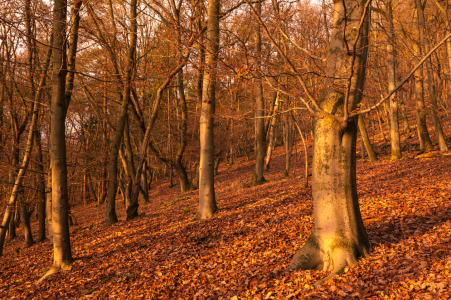 Bild-Nr: 11825875 Abendlicht im Buchenwald Erstellt von: Fototommi