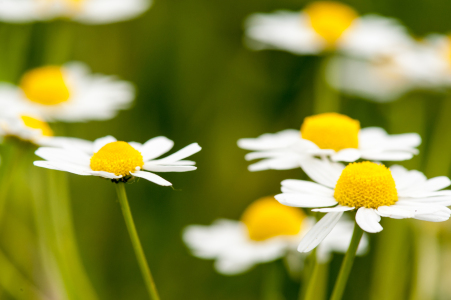 Bild-Nr: 11825881 Magaritten Erstellt von: Fototommi