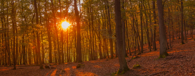 Bild-Nr: 11826749 Abendlicht im Wald Erstellt von: Fototommi