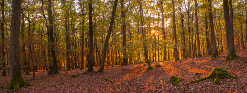 Bild-Nr: 11826755 Abendlicht im Wald 2 Erstellt von: Fototommi