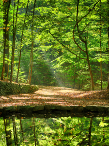 Bild-Nr: 11826849 Teichgrundquelle in der Dresdner Heide Erstellt von: dresdner