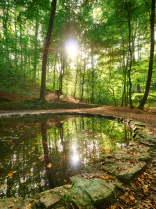 Bild-Nr: 11826853 Teichgrundquelle in der Dresdner Heide Erstellt von: dresdner