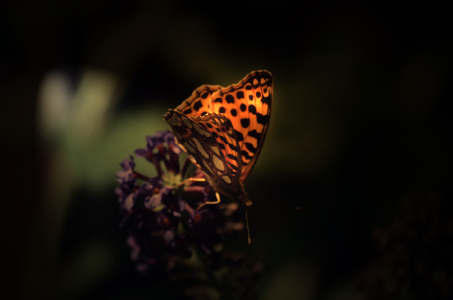 Bild-Nr: 11827441 Schmetterling Erstellt von: Jörg  Boeck