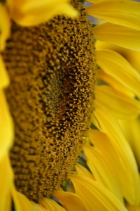 Bild-Nr: 11828937 Sonnenblume im Profil Erstellt von: Bettina Schnittert