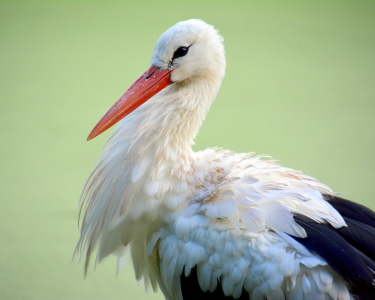 Bild-Nr: 11829281 Der Weißstorch Erstellt von: GUGIGEI