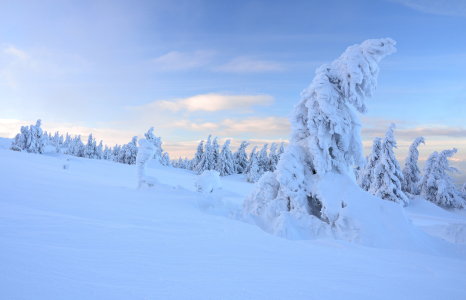 Bild-Nr: 11830673 Winter im Harz Erstellt von: Christiane Dreher