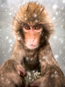 Bild-Nr: 11832335 Snow Monkey im Schneesturm Erstellt von: eyetronic