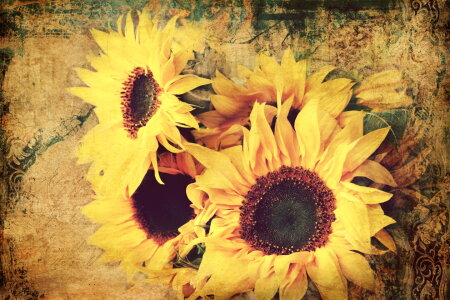 Bild-Nr: 11833423 Sonnenblumen Stillleben Erstellt von: Heike  Hultsch