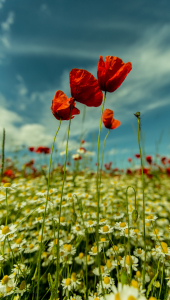 Bild-Nr: 11835073 Drei Mohn Erstellt von: Photosynthese