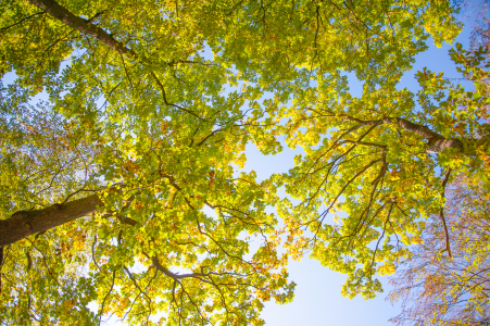 Bild-Nr: 11835103 Eichenlaub im Herbst Erstellt von: Fototommi