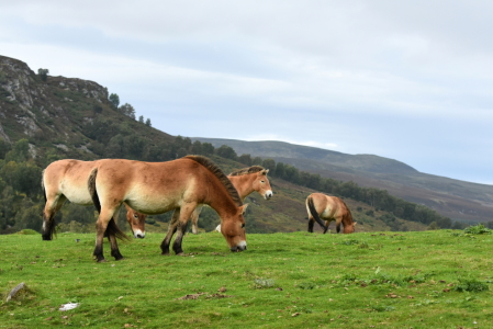 Bild-Nr: 11835121 Przewalski-Pferde Erstellt von: GUGIGEI