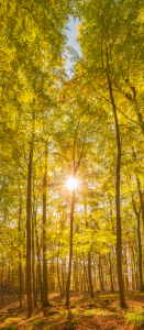 Bild-Nr: 11835583 Herbstfarben Erstellt von: Fototommi