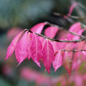 Bild-Nr: 11838841 Herbst Erstellt von: margoscha08