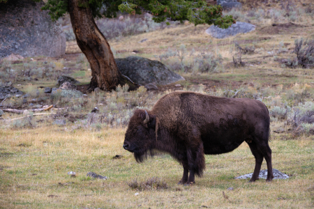 Bild-Nr: 11839075 Buffallo Erstellt von: TomKli