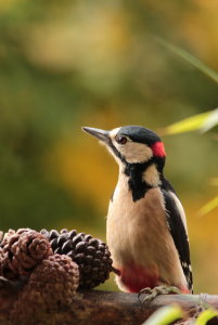 Bild-Nr: 11839331 Spechtportrait Erstellt von: Heike  Hultsch