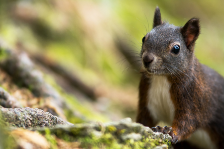 Bild-Nr: 11839395 Hörnchen Erstellt von: AlenaTerbachFotografie