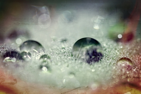 Bild-Nr: 11839571 Alchemilla Erstellt von: youhaveadream