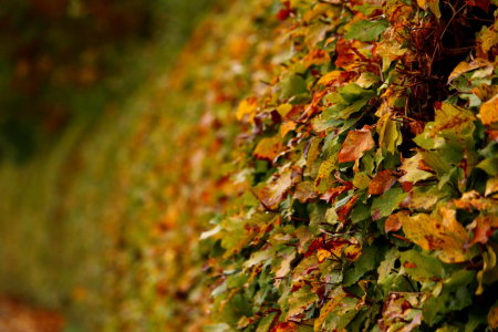 Bild-Nr: 11840783 Blätterherbst Erstellt von: Heike  Hultsch