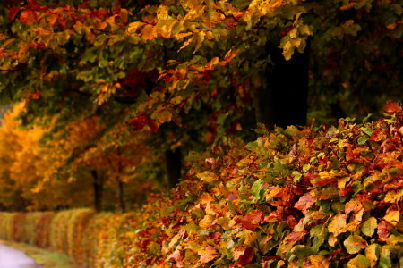 Bild-Nr: 11840787 Herbstfarben Erstellt von: Heike Hultsch