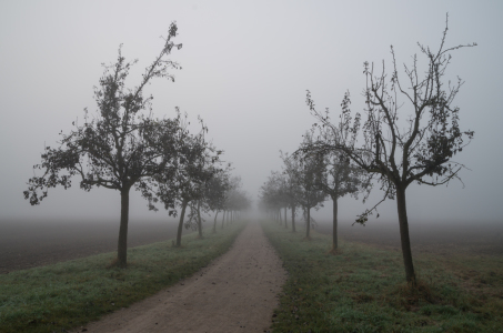 Bild-Nr: 11841491 der Weg Erstellt von: nigella