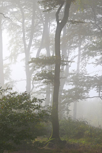 Bild-Nr: 11841895 Herbstwald Erstellt von: falconer59