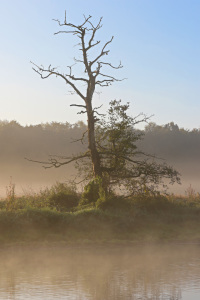 Bild-Nr: 11841901 Der tote Baum im Frühnebel Erstellt von: falconer59