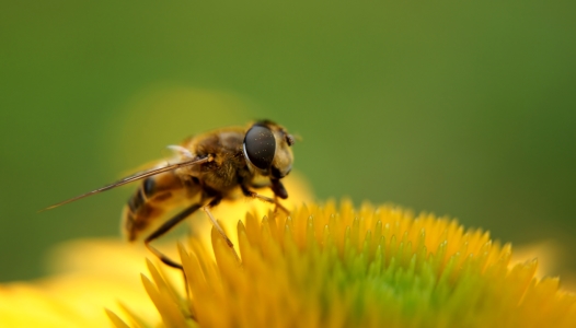 Bild-Nr: 11841919 Biene Erstellt von: MoNoir