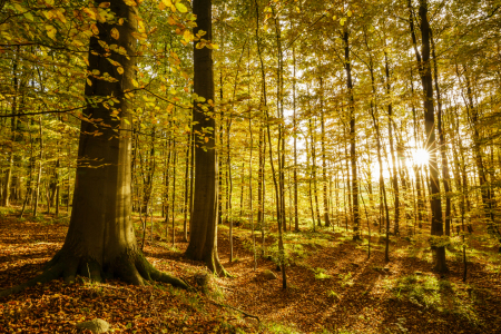 Bild-Nr: 11843595 Goldenes Herbstleuchten Erstellt von: Ursula Reins