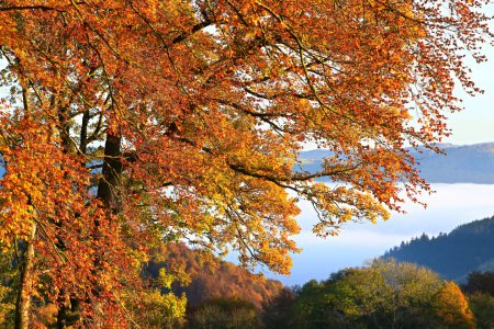 Bild-Nr: 11844247 Herbstfarben Erstellt von: falconer59