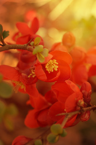 Bild-Nr: 11845061 Blüten in Rot Erstellt von: zwergl0611