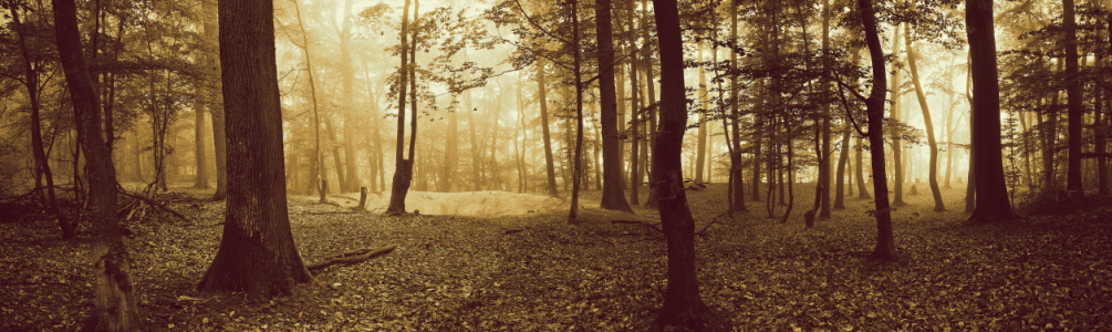 Bild-Nr: 11847367 Waldpanorama mit Sonne und Nebel Erstellt von: KundenNr-294480