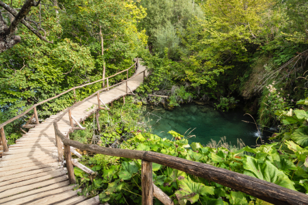 Bild-Nr: 11847447 Urwaldsteg Erstellt von: TomKli