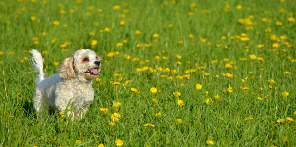 Bild-Nr: 11848413 Hund auf Frühlingswiese Erstellt von: Rebel