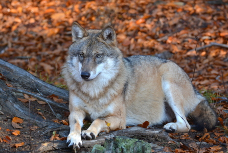 Bild-Nr: 11848693 Der Wolf Erstellt von: GUGIGEI