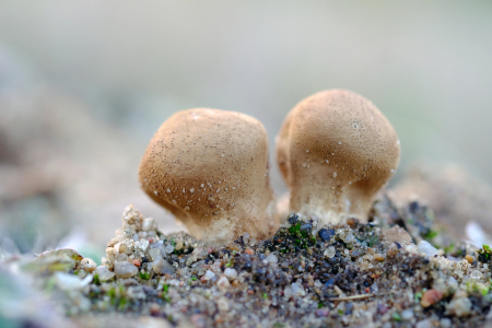 Bild-Nr: 11848771 Pilze auf kargem Land Erstellt von: Ostfriese