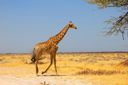 Bild-Nr: 11850581 Giraffe Erstellt von: det-mil