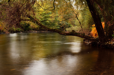 Bild-Nr: 11850971 Fluss in den Wald Erstellt von: KundenNr-318316