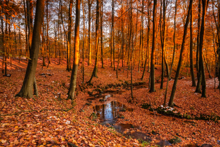 Bild-Nr: 11851195 Wald im Kupferglanz Erstellt von: Ursula Reins