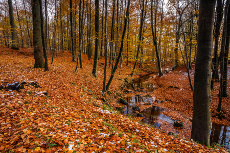 Bild-Nr: 11851201 WaldBach Erstellt von: Ursula Reins