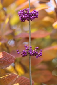 Bild-Nr: 11851609 Herbstfarben Erstellt von: margoscha08