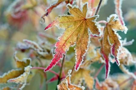 Bild-Nr: 11851617 Ahornwinterblätter Erstellt von: Ostfriese