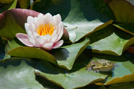 Bild-Nr: 11852279 Seerose mit Frosch Erstellt von: Rebel