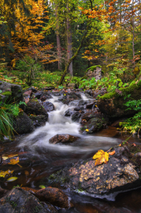 Bild-Nr: 11852405 Herbst im Harz  Erstellt von: Steffen Gierok