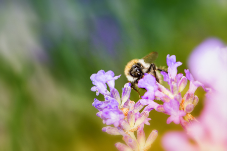 Bild-Nr: 11852613 Hummel-Portrait Erstellt von: PassionPhotography