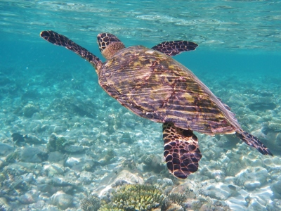 Bild-Nr: 11852812 Meeresschildkröte Wasserschildkröte Erstellt von: DiZi