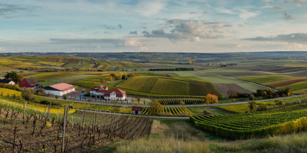 Bild-Nr: 11853306 Herbstliches Rheinhessen 22 Erstellt von: Erhard Hess