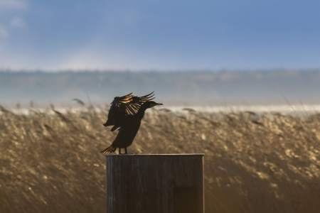 Bild-Nr: 11854389 Magier des Lichts - Vogel Erstellt von: luxpediation