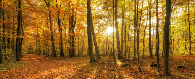 Bild-Nr: 11855090 Farbenpracht im Wald Erstellt von: Nordbilder